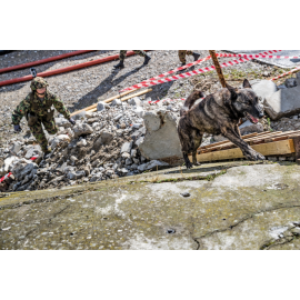 Conducteur de chien avec son chien de service lors d’une opération de recherche et sauvetage