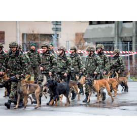Postkarte: Hundeführer mit Militärhunden