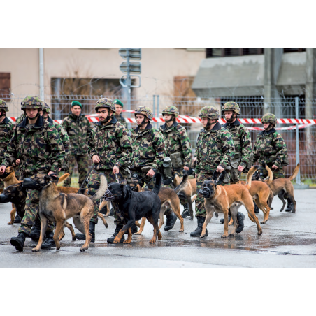 Carte postale : Conducteurs de chiens militaires